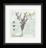 Chamomile Herb Fine Art Print