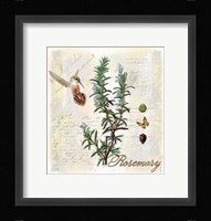 Rosemary Herb Framed Print