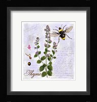 Thyme Herb Framed Print