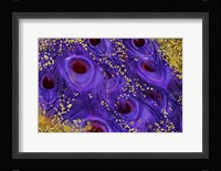 Buried Treasure III Framed Print