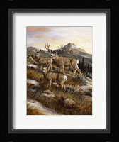 Colorado Royalty Fine Art Print