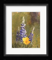 Poppies And Lupine Fine Art Print