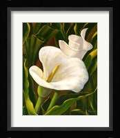 Calla Lily Fine Art Print