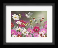 Cosmos and Hummingbirds Fine Art Print