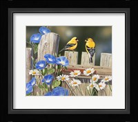 Morning Glories and Finches Fine Art Print