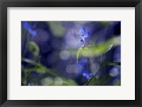 BC Once Upon A Morning Fine Art Print