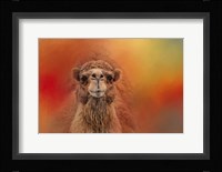 Dromedary Camel Fine Art Print