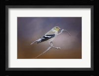 Goldfinch In The Light Fine Art Print