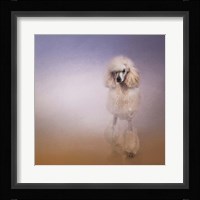 On The Way To The Salon Standard Poodle Fine Art Print
