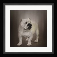 Quiet Observer Bulldog Puppy Fine Art Print