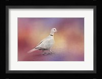Spring Eurasian Collared Dove Fine Art Print