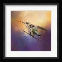 Hummingbird At Sunset Fine Art Print