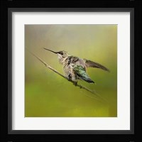 Hummingbird On Lime Fine Art Print