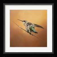 Hummingbird On Peach Fine Art Print