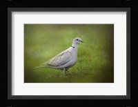 Spring Dove Fine Art Print