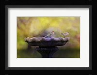 Finches On The Bird Bath Fine Art Print