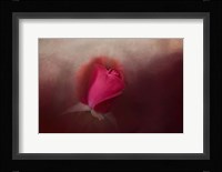 The First Red Rose Fine Art Print