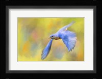 Bluebird Spring Flight Fine Art Print