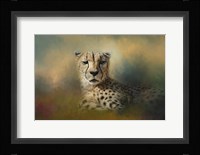 Cheetah Enjoying A Summer Day Framed Print