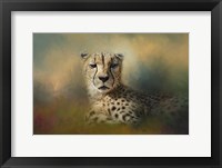 Cheetah Enjoying A Summer Day Framed Print