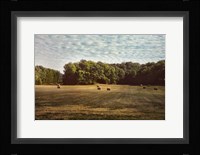 Harvest Time Framed Print