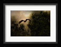 Night of The Owl 1 Framed Print