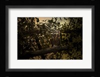 Night of The Owl 3 Framed Print