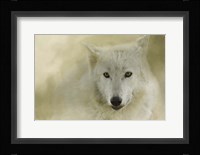 Portrait Of A Timber Wolf Fine Art Print