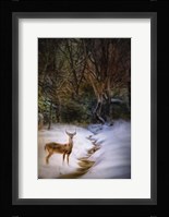 Buck At Snowy Creek Fine Art Print