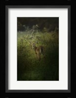 Fawn In The Field Fine Art Print