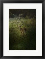 Fawn In The Field Fine Art Print