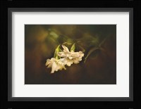 Gardenia In The Garden Framed Print