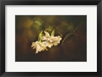 Gardenia In The Garden Framed Print