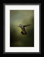 Hummingbird Over Water Fine Art Print