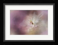 White Peony 1 Framed Print