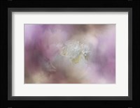 White Peony 2 Framed Print