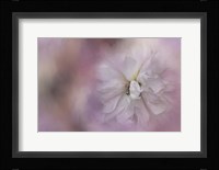 White Peony 3 Framed Print