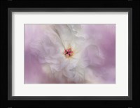 White Peony 4 Framed Print