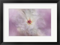 White Peony 4 Fine Art Print