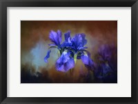 Blue Iris Blooms Fine Art Print