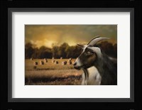 Hay Buffet Fine Art Print