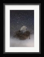 Keeping Warm In My Nest Fine Art Print