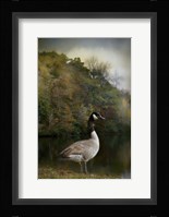 The Canadian Goose Fine Art Print
