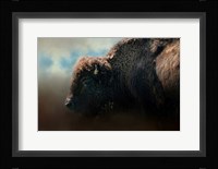 American Bison After The Storm Fine Art Print