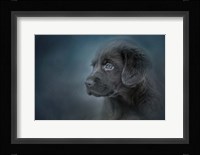 Blue Eyed Puppy Fine Art Print
