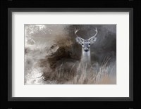 Buck In The Shadows Fine Art Print