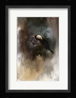 Winter Eagle 2 Framed Print