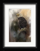 Winter Eagle 3 Framed Print