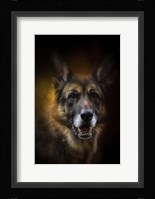 Shepherd Glow Fine Art Print