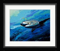 The Mighty Bull Shark Framed Print